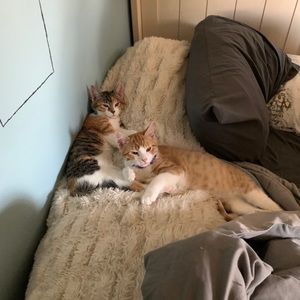 Meet your Posher, Todd